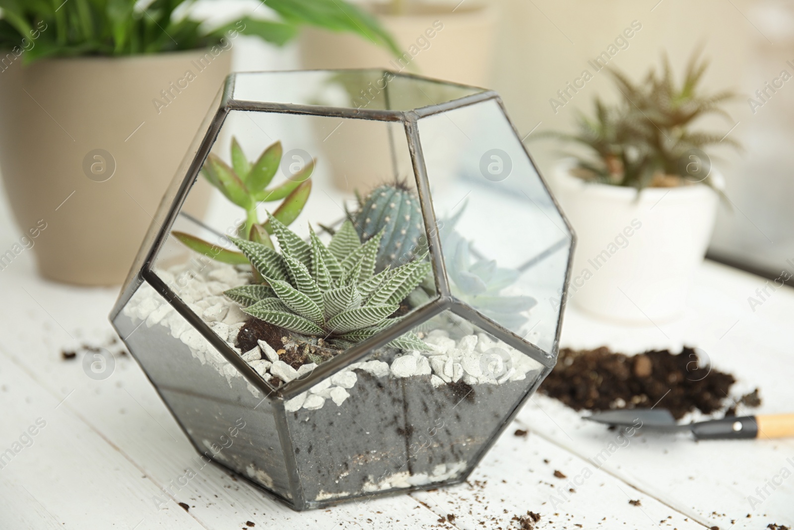 Photo of Glass florarium with succulents on wooden window sill. Transplanting home plants