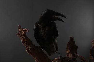 Photo of Silhouette of raven perched on wood against dark background