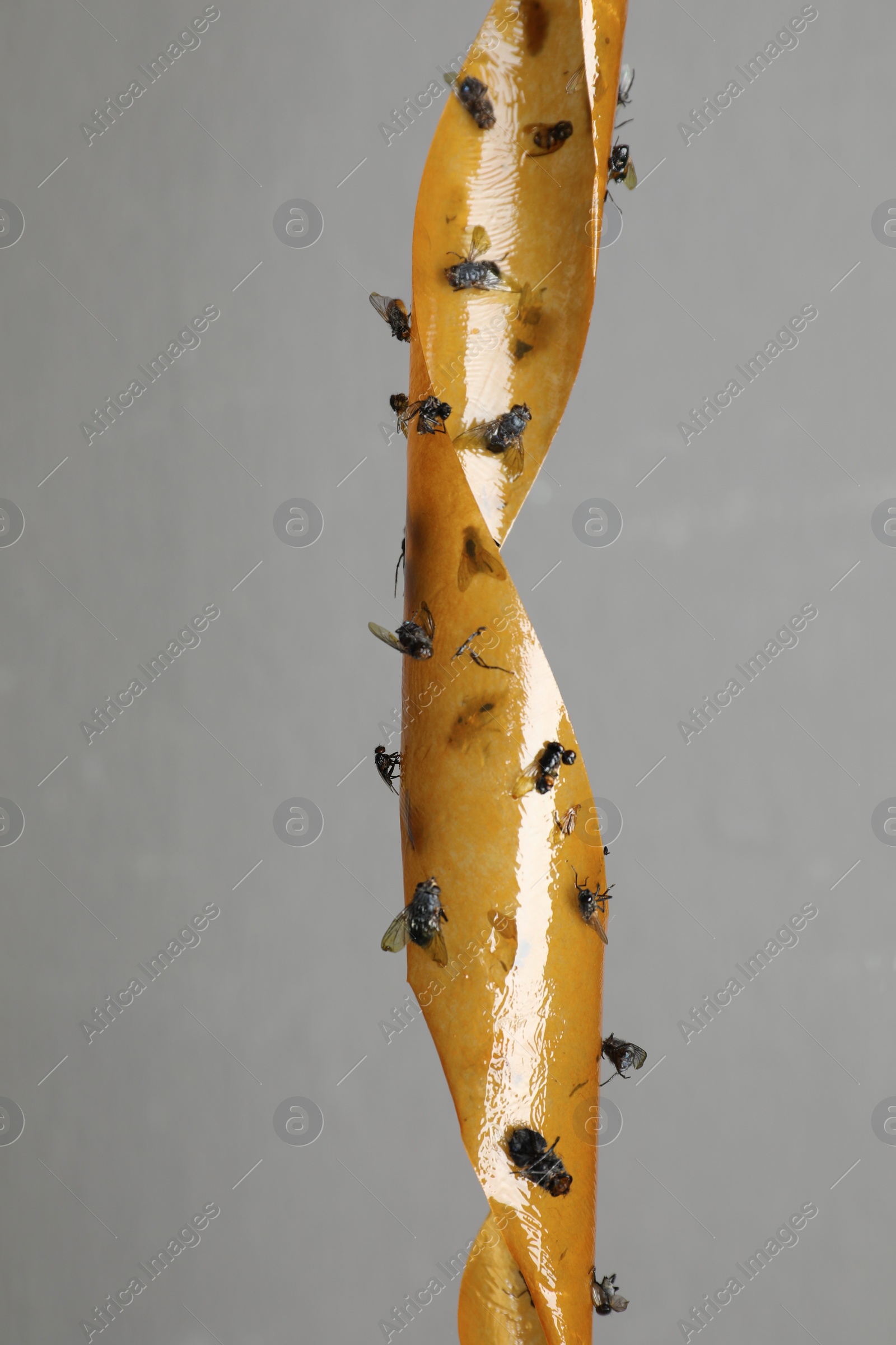 Photo of Sticky insect tape with dead flies on grey background