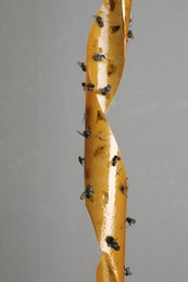 Photo of Sticky insect tape with dead flies on grey background