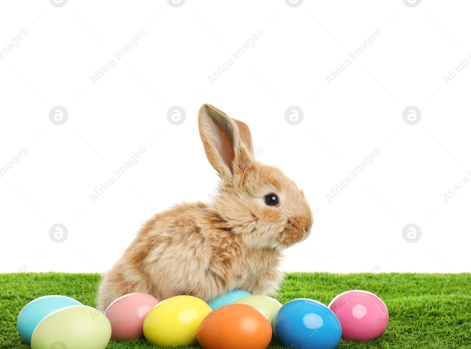 Photo of Adorable furry Easter bunny and dyed eggs on green grass against white background