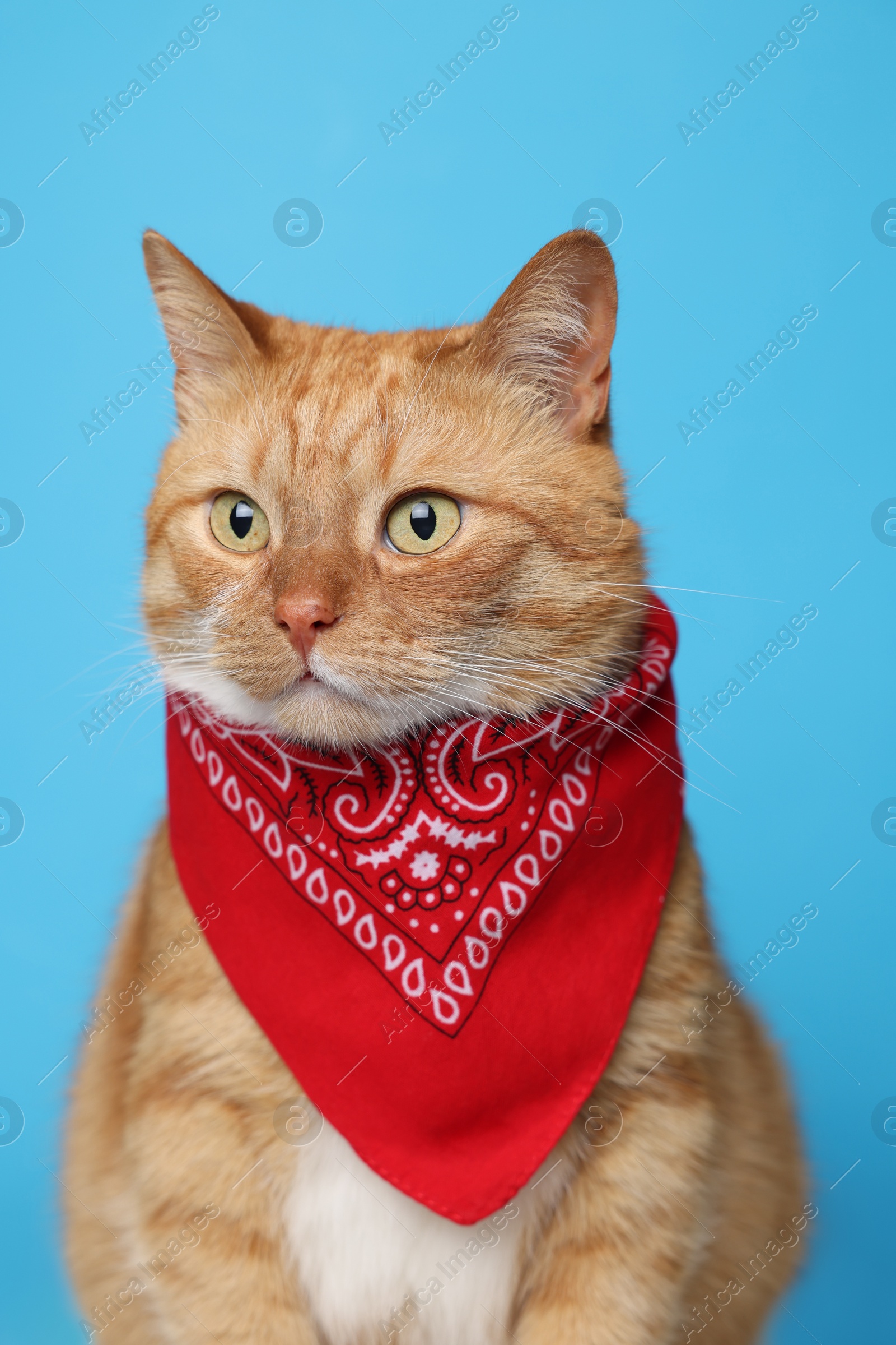 Photo of Cute ginger cat with bandana on light blue background. Adorable pet