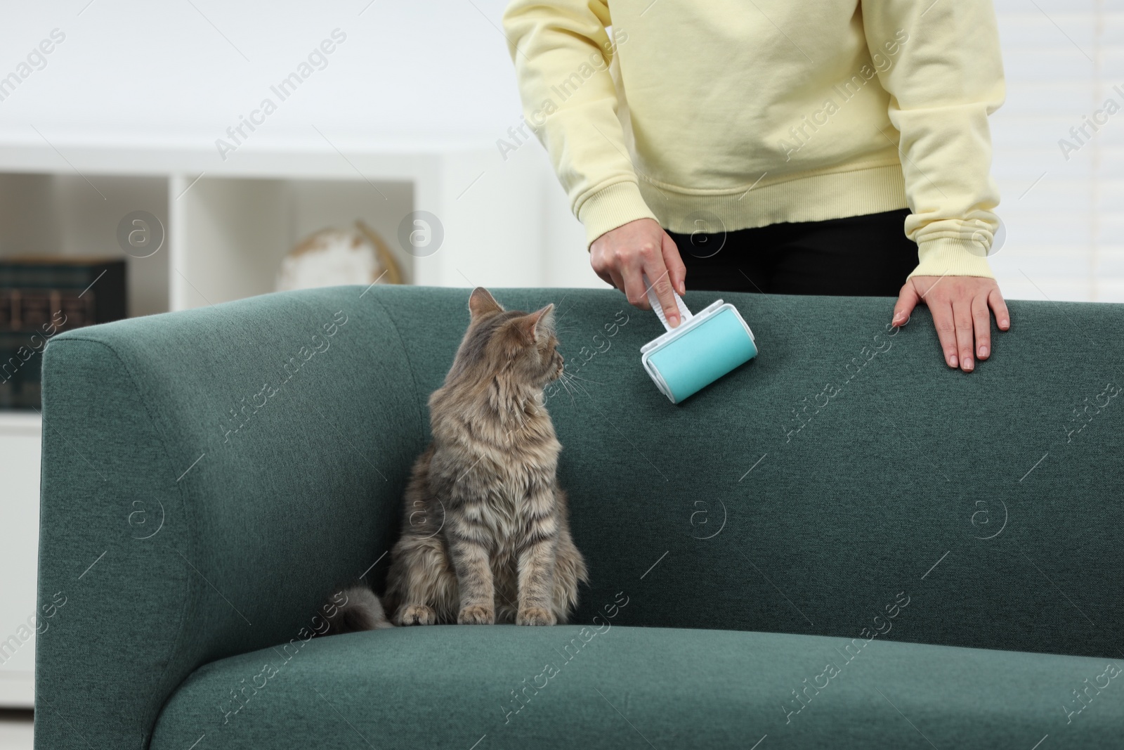 Photo of Pet shedding. Woman with lint roller removing cat`s hair from sofa at home, closeup