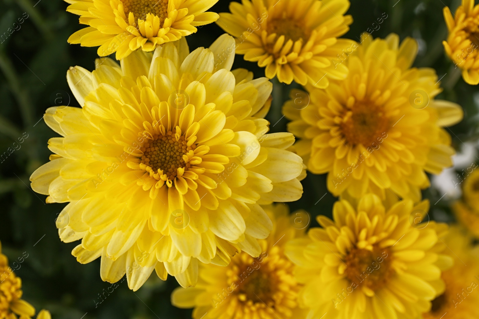 Photo of Beautiful yellow chrysanthemum flowers with leaves, closeup