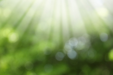 Blurred view of abstract green background. Bokeh effect