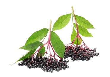 Photo of Bunches of ripe elderberries and green leaves on white background