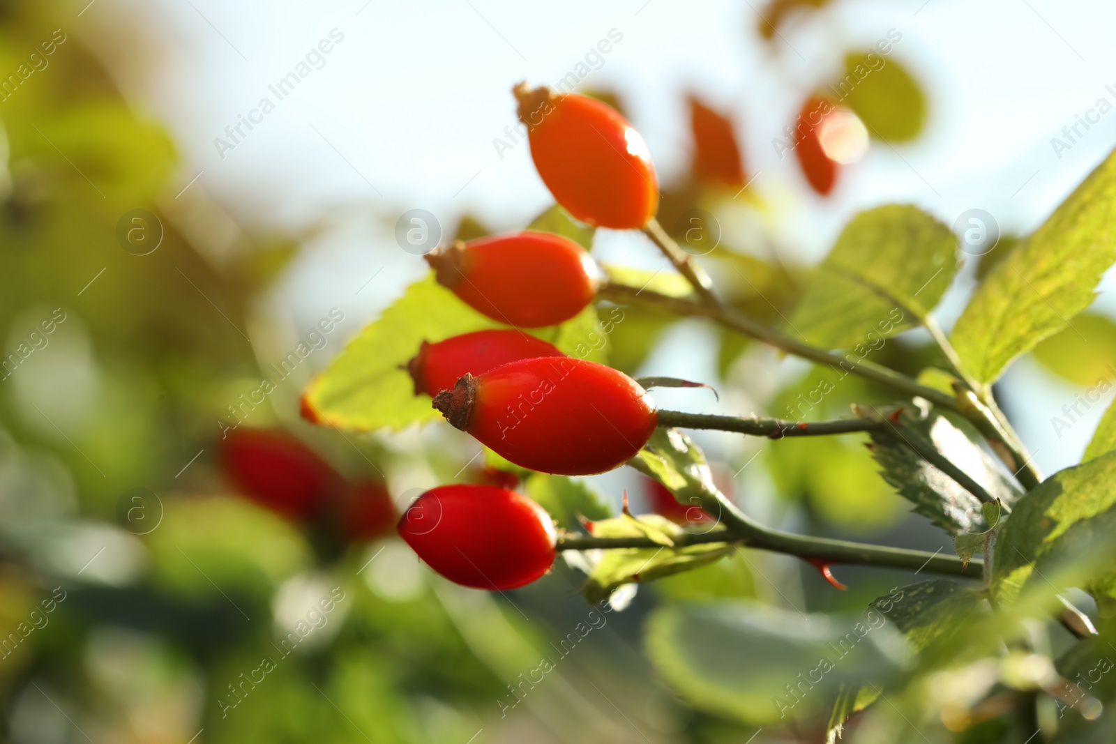 Photo of Rose hip bush with ripe red berries in garden, closeup