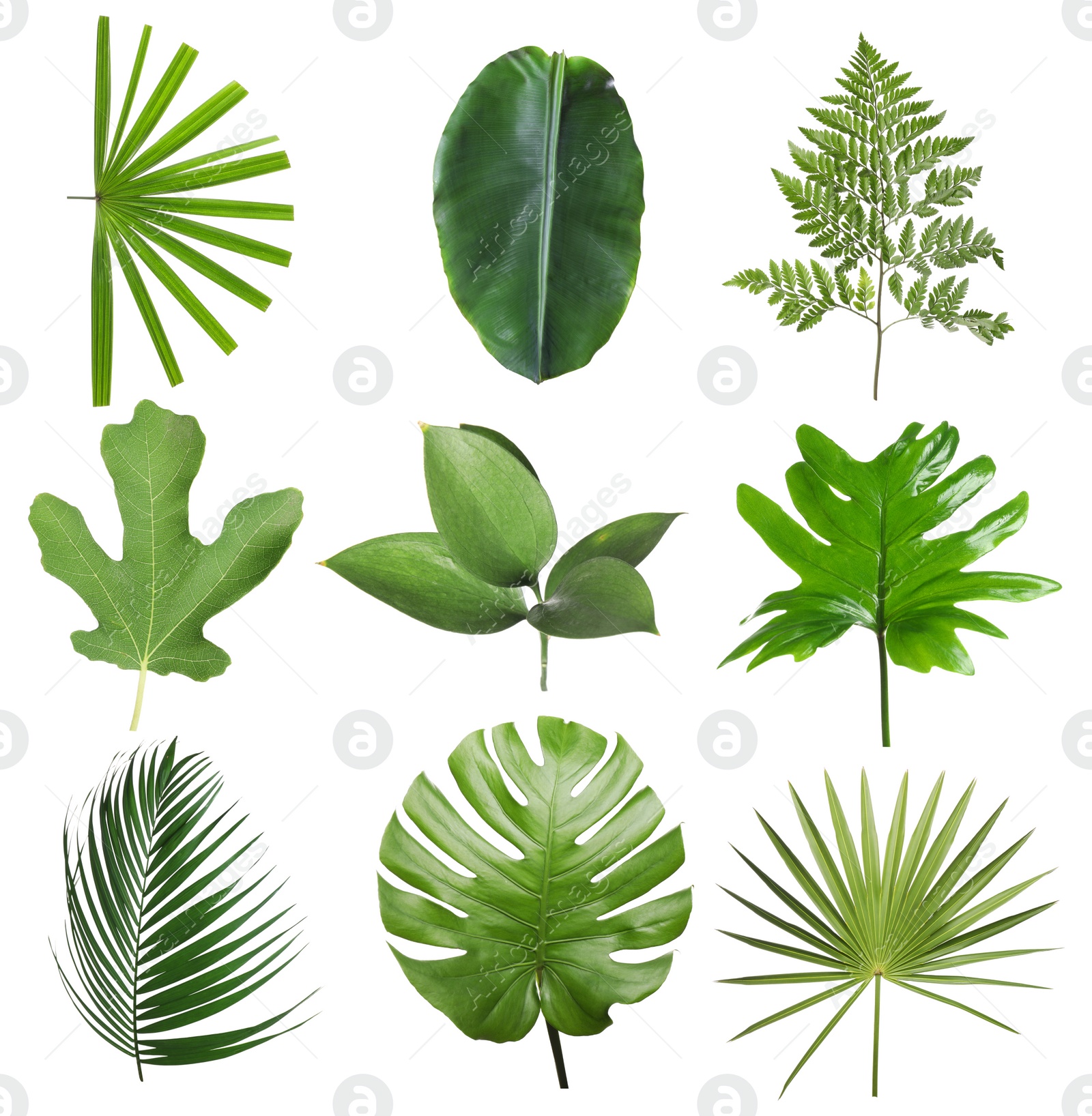 Image of Set with beautiful fern and other tropical leaves on white background 