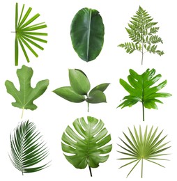 Image of Set with beautiful fern and other tropical leaves on white background 