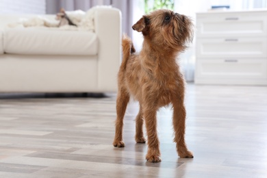 Adorable Brussels Griffon dog on floor at home. Cute friendly pet