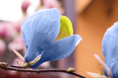 Beautiful delicate magnolia Blue Opal outdoors, closeup. Spring season