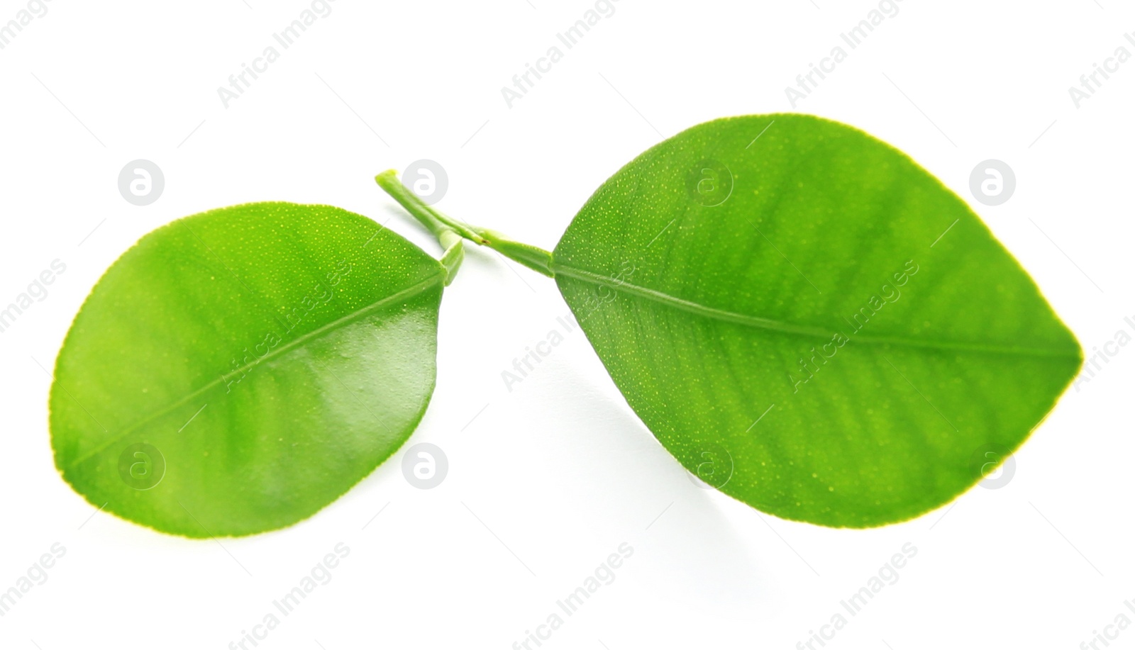 Photo of Branch of citrus leaves isolated on white