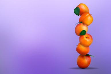 Stack of fresh ripe apricots on violet gradient background. Space for text