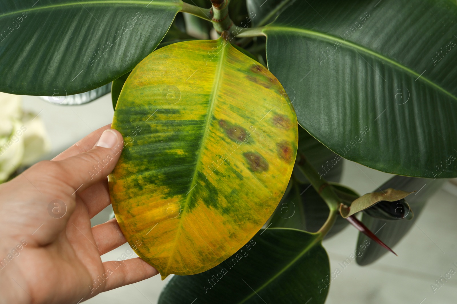 Photo of Woman near houseplant with leaf blight disease, closeup