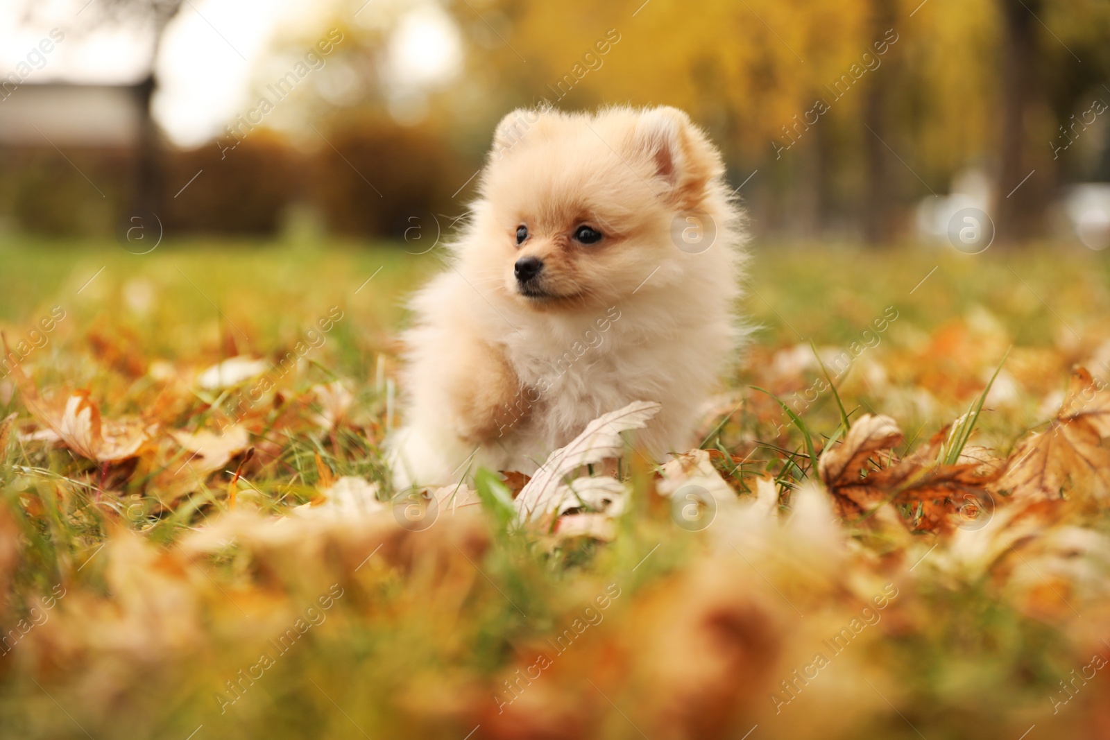 Photo of Cute fluffy dog in park on autumn day