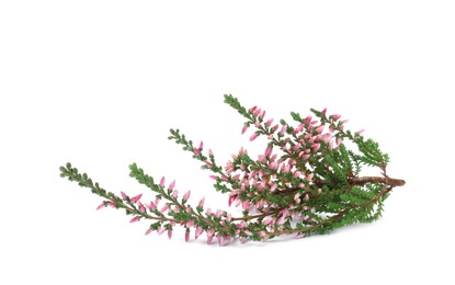 Branch of heather with beautiful flowers isolated on white