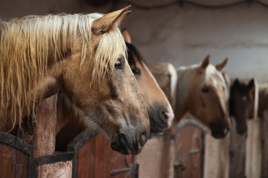 Photo of Adorable horses in stable, space for text. Lovely domesticated pet