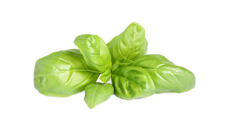 Fresh green basil leaves isolated on white