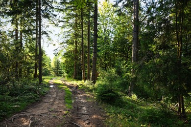 Picturesque view of beautiful coniferous forest and path on sunny day