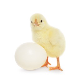 Photo of Cute chick and egg on white background. Baby animal