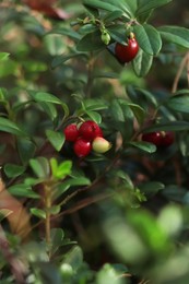 Photo of Tasty ripe lingonberries growing on sprig outdoors