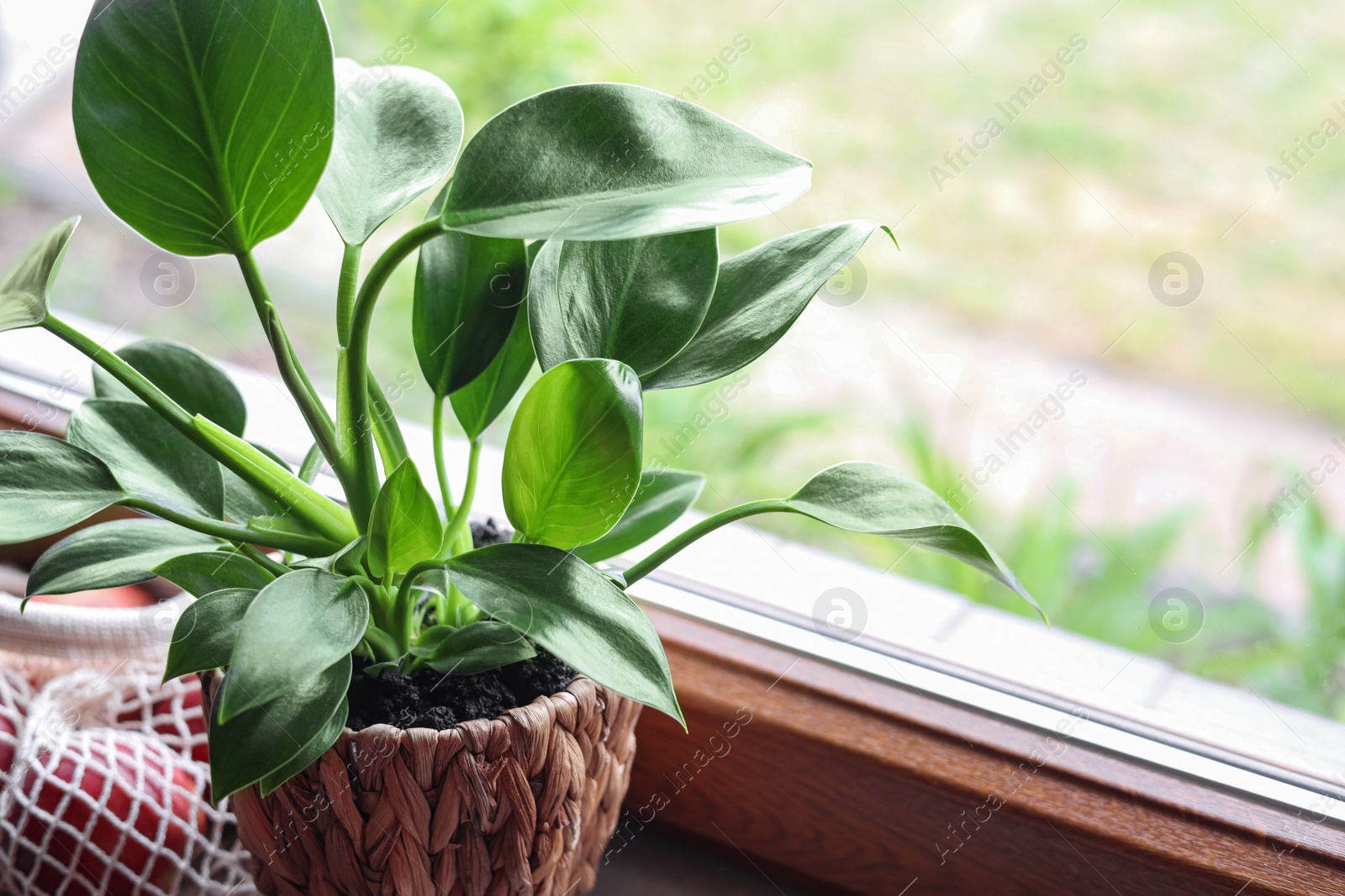 Photo of Beautiful houseplant with bright green leaves in pot on windowsill, closeup. Space for text