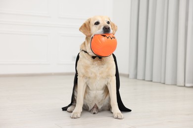 Photo of Cute Labrador Retriever dog in black cloak with Halloween bucket indoors