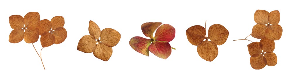 Image of Collage with dry hortensia (hydrangea) florets on white background. Banner design