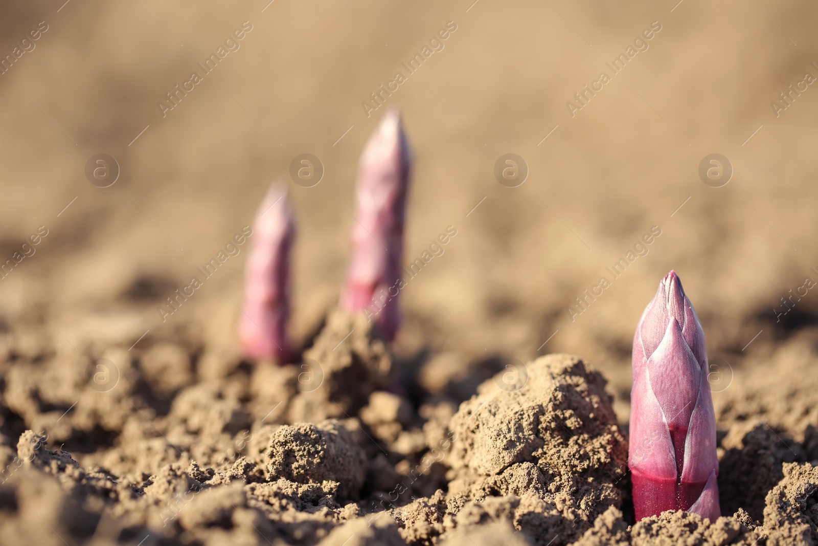 Photo of Young sprouts in field on sunny spring day, closeup