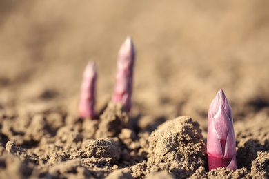 Young sprouts in field on sunny spring day, closeup