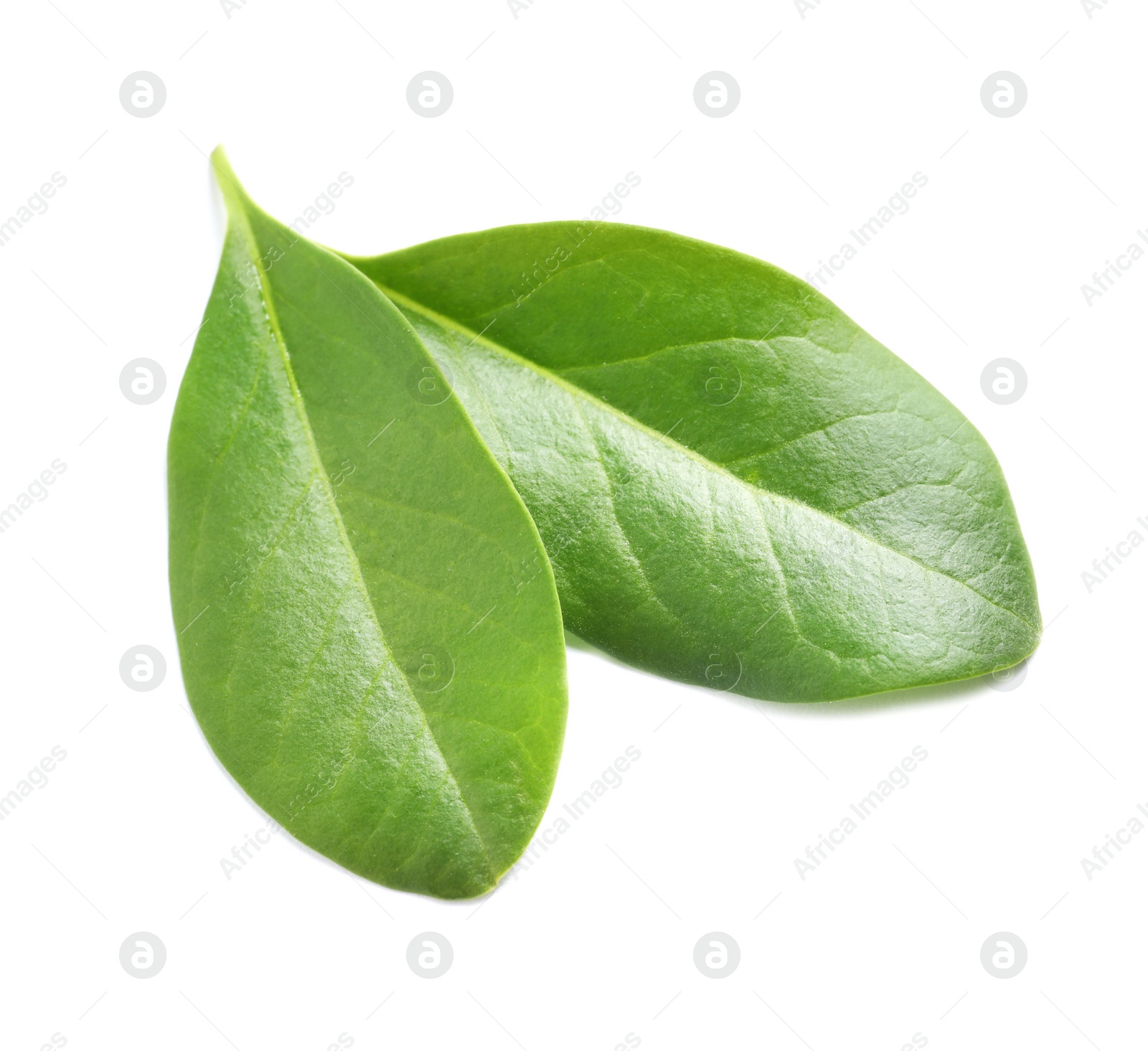 Photo of Beautiful spring green leaves on white background