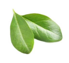 Photo of Beautiful spring green leaves on white background