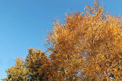 Photo of Beautiful trees with bright leaves against sky on autumn day