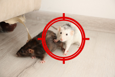 Image of Gun target on rats indoors. Pest Control