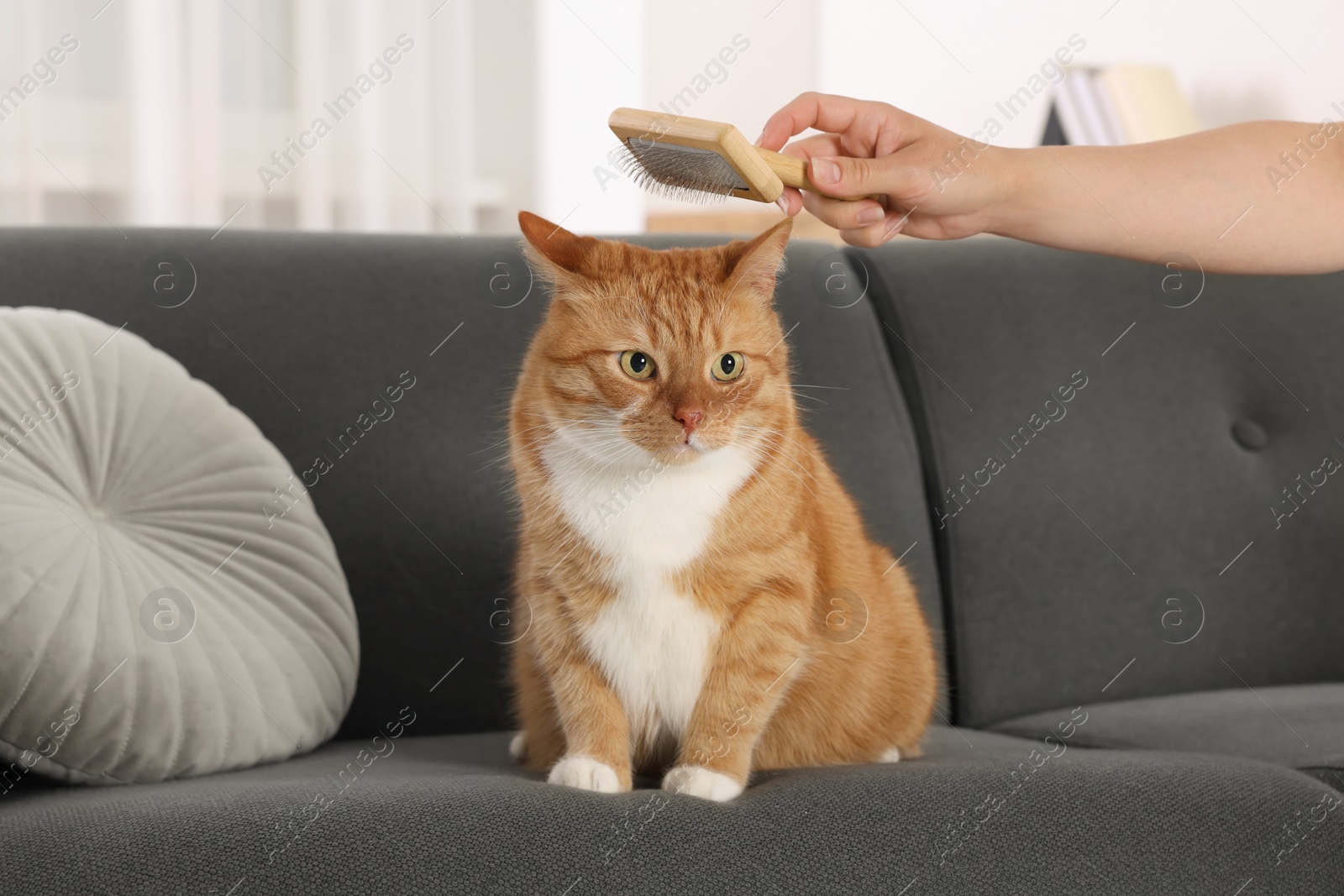 Photo of Woman brushing cute ginger cat's fur on couch indoors, closeup