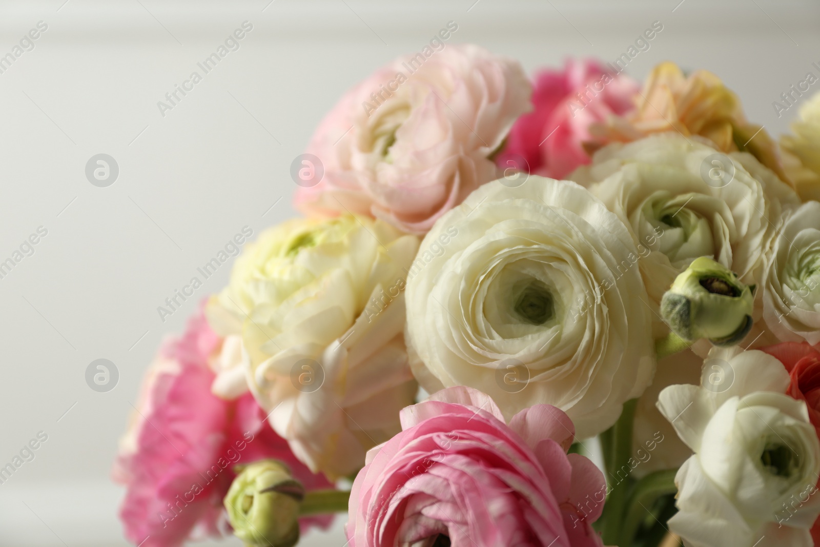 Photo of Beautiful ranunculus flowers on light background, closeup