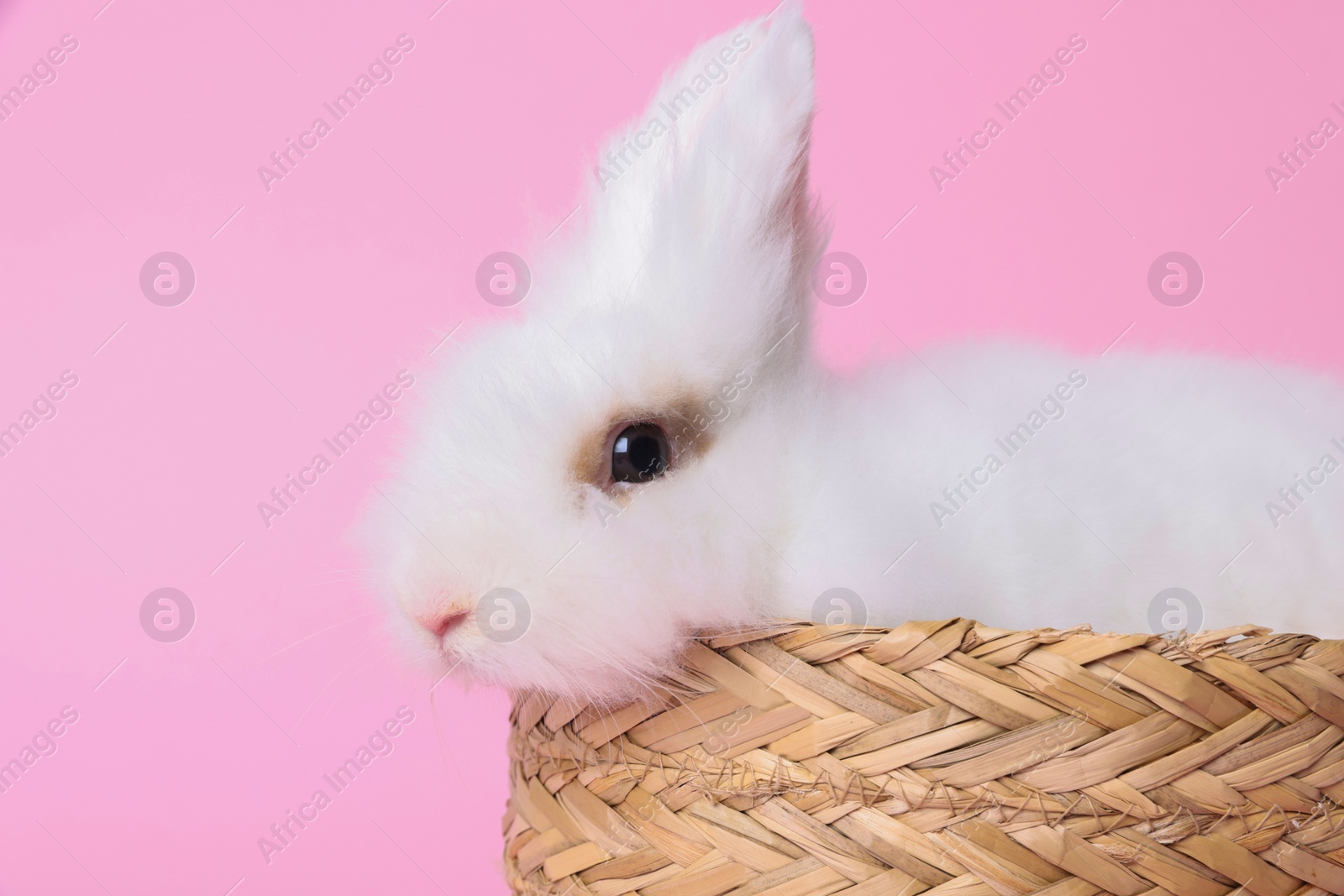 Photo of Fluffy white rabbit in wicker basket on pink background. Cute pet