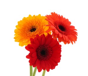 Photo of Beautiful colorful gerbera flowers isolated on white