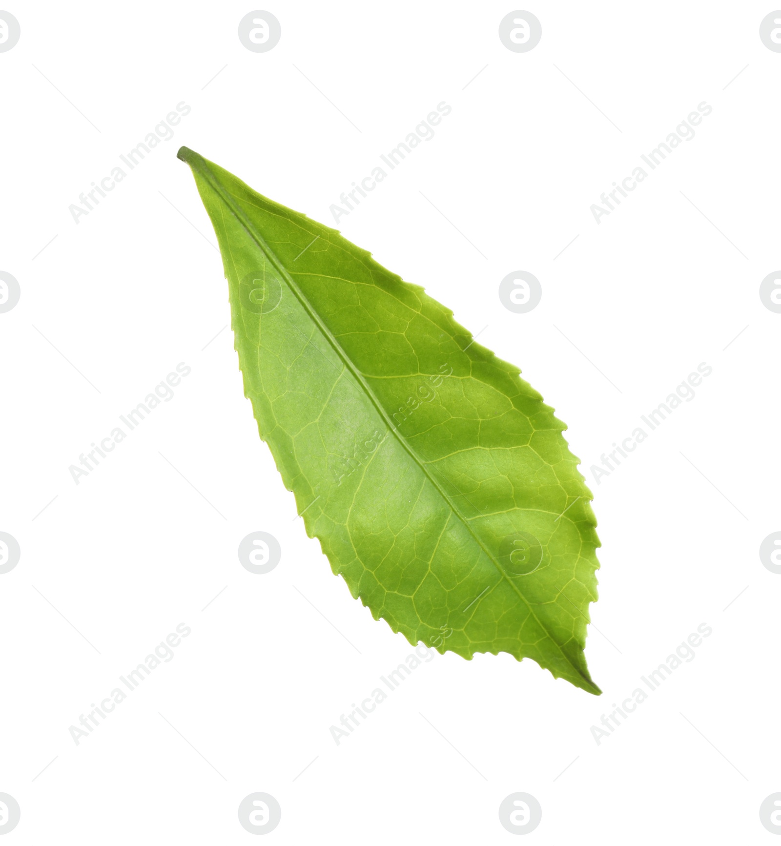 Photo of Fresh green tea leaf isolated on white