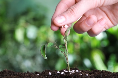 Photo of Woman fertilizing plant in soil against blurred background, closeup with space for text. Gardening time