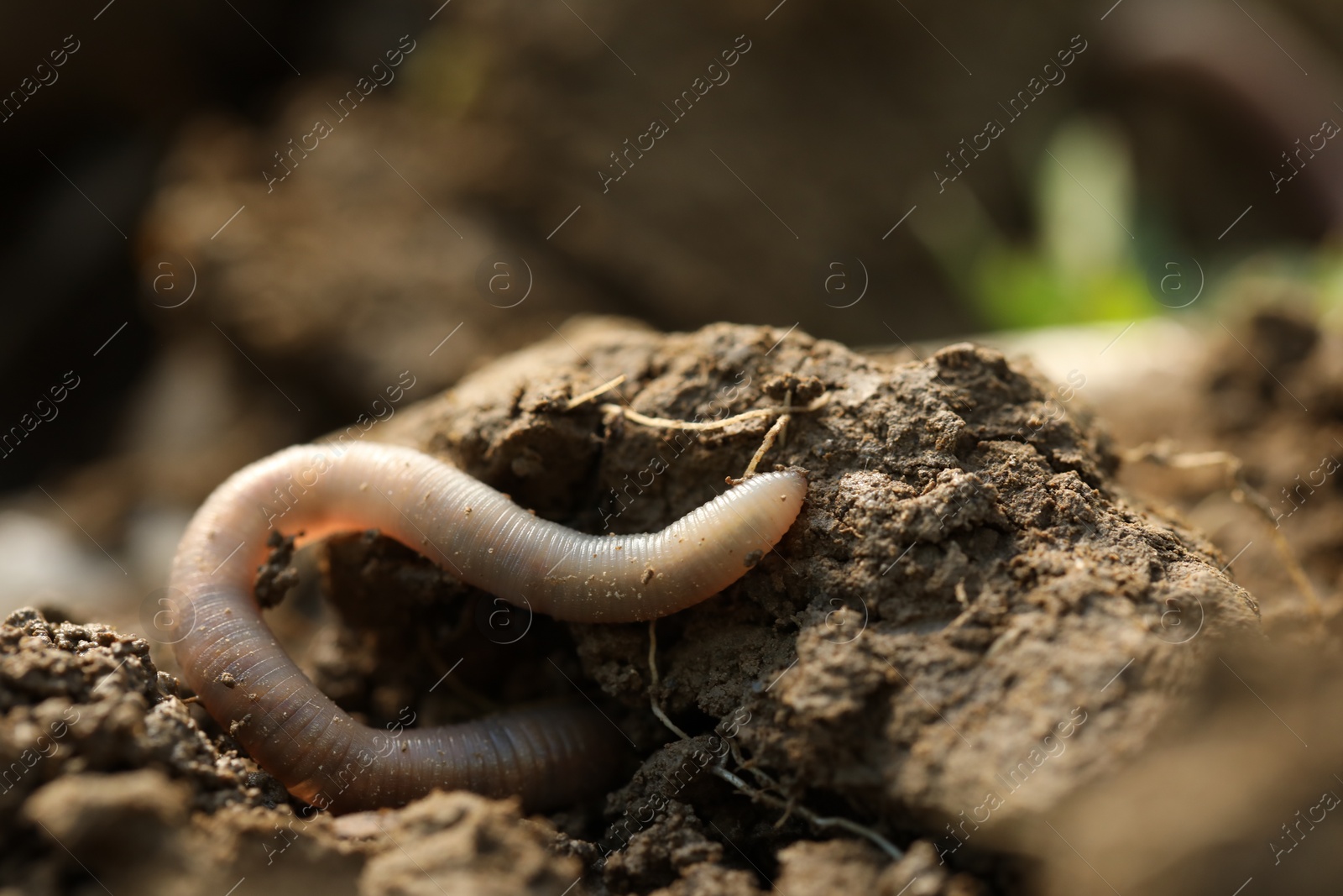 Photo of One worm crawling in wet soil on sunny day, closeup