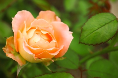 Photo of Beautiful blooming rose in green garden, closeup view. Space for text