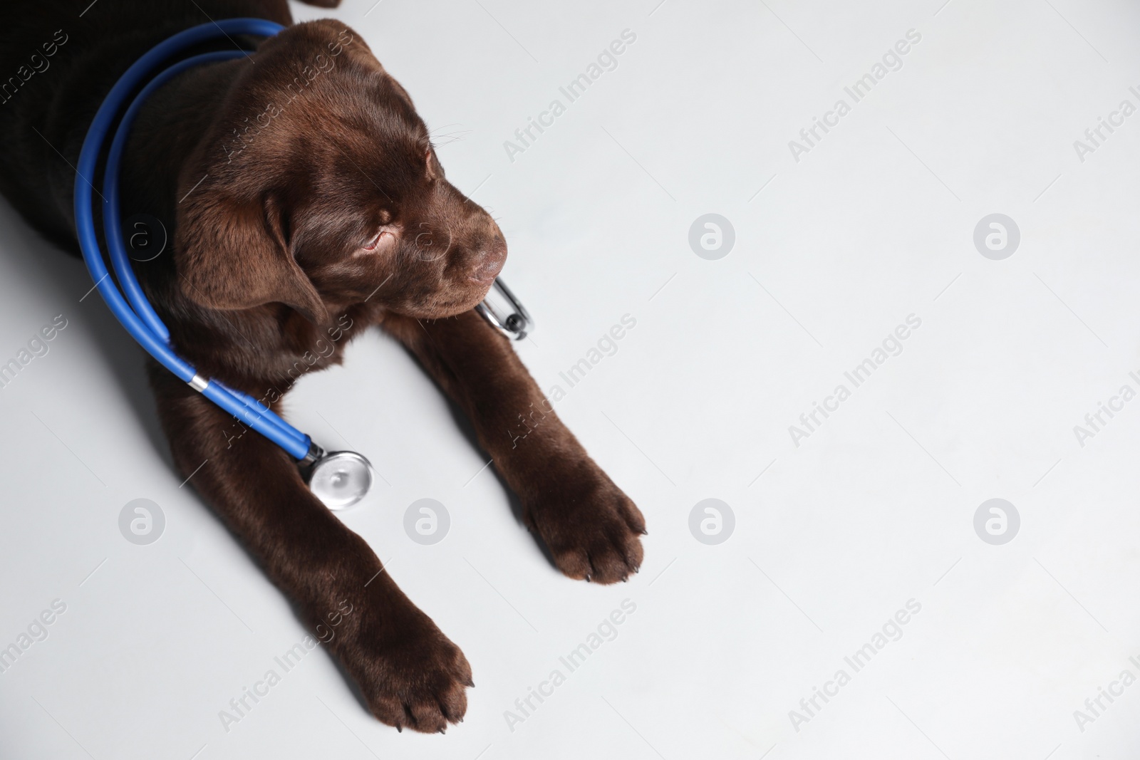 Photo of Cute Labrador dog with stethoscope as veterinarian on white background, above view