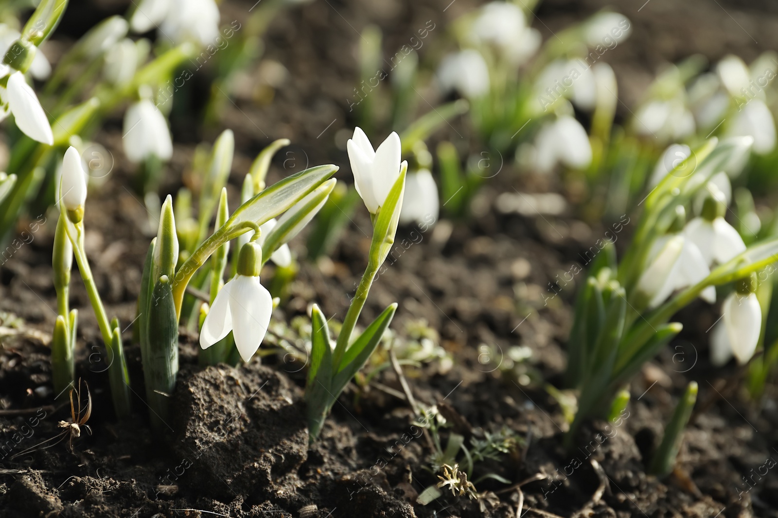 Photo of Beautiful snowdrops growing outdoors. Early spring flowers