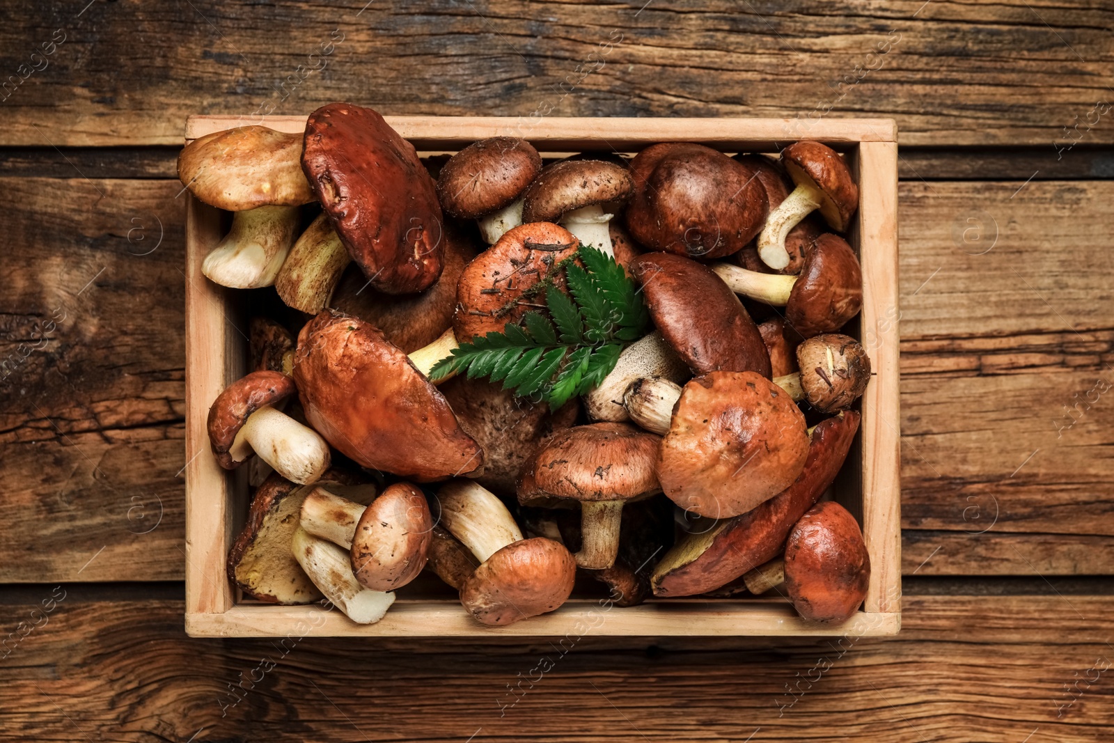 Photo of Fresh wild slippery jack mushrooms on wooden table, top view