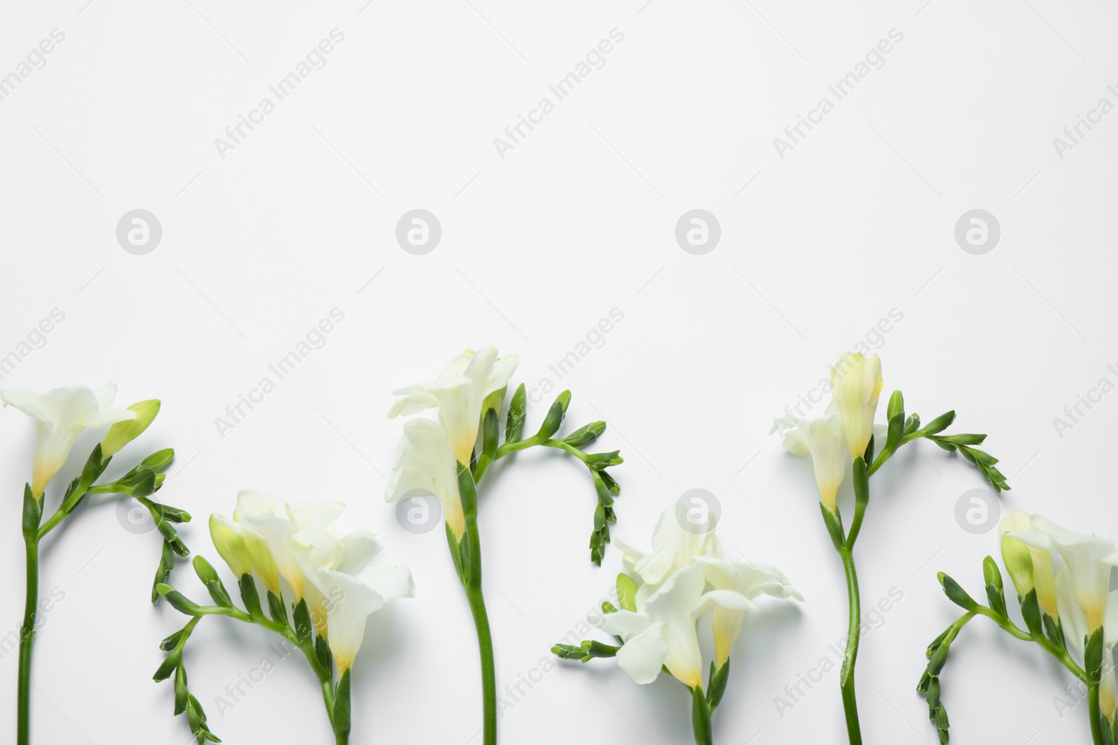 Photo of Beautiful freesia flowers on white background, top view