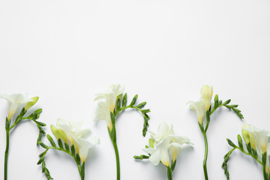 Photo of Beautiful freesia flowers on white background, top view