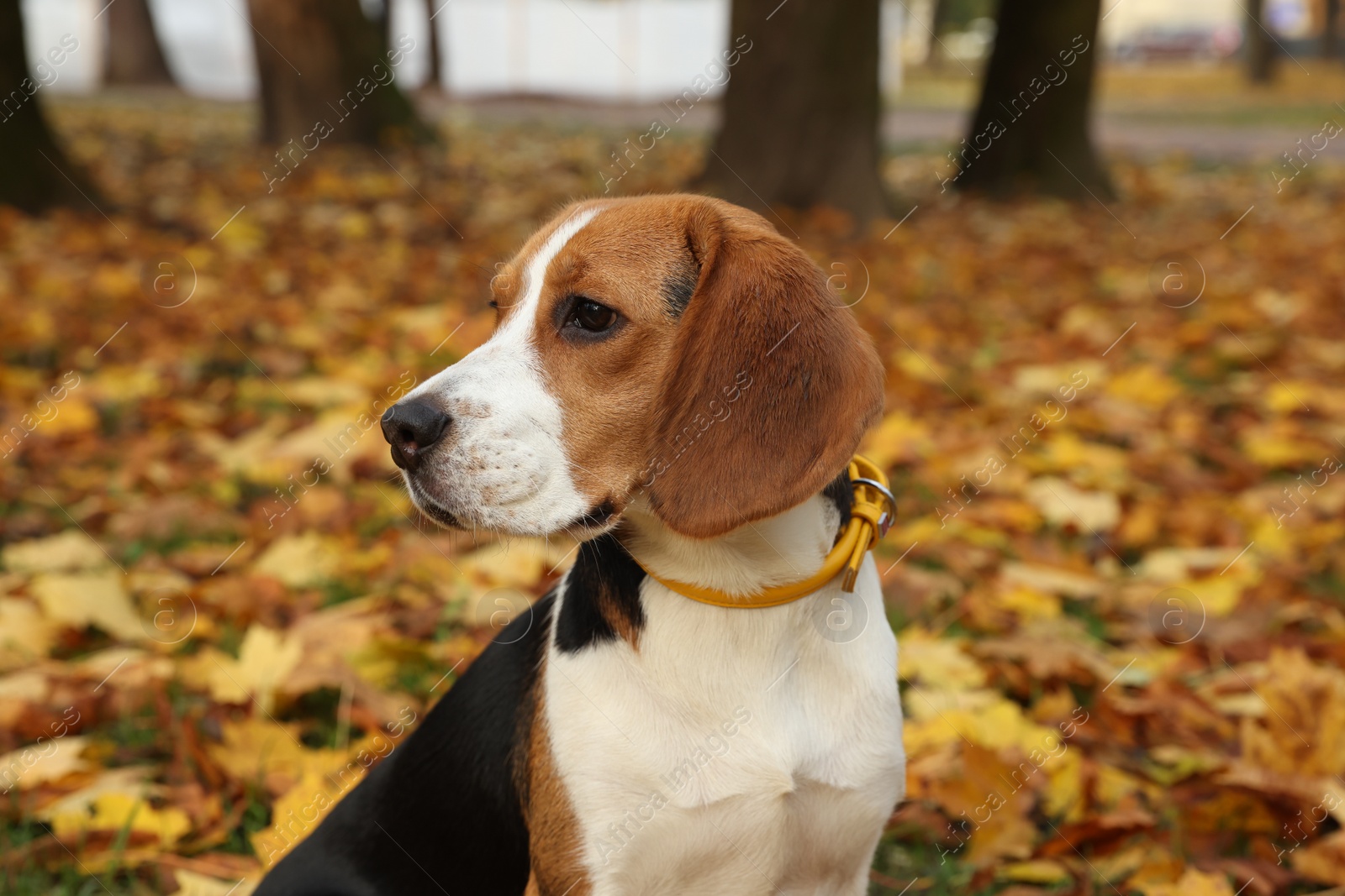 Photo of Adorable Beagle dog in stylish collar outdoors