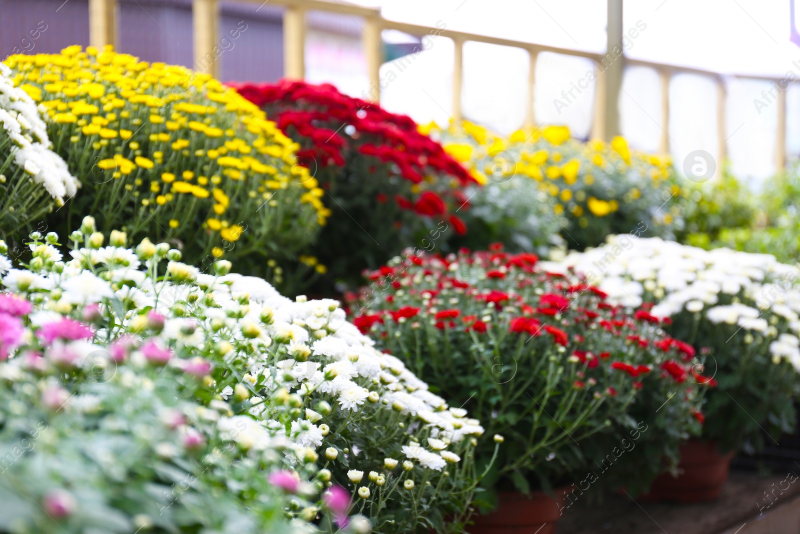 Photo of Assortment of beautiful blooming chrysanthemum flowers on shelves