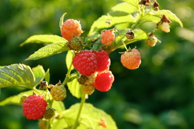 Photo of Beautiful raspberry branch with ripening berries in garden, closeup